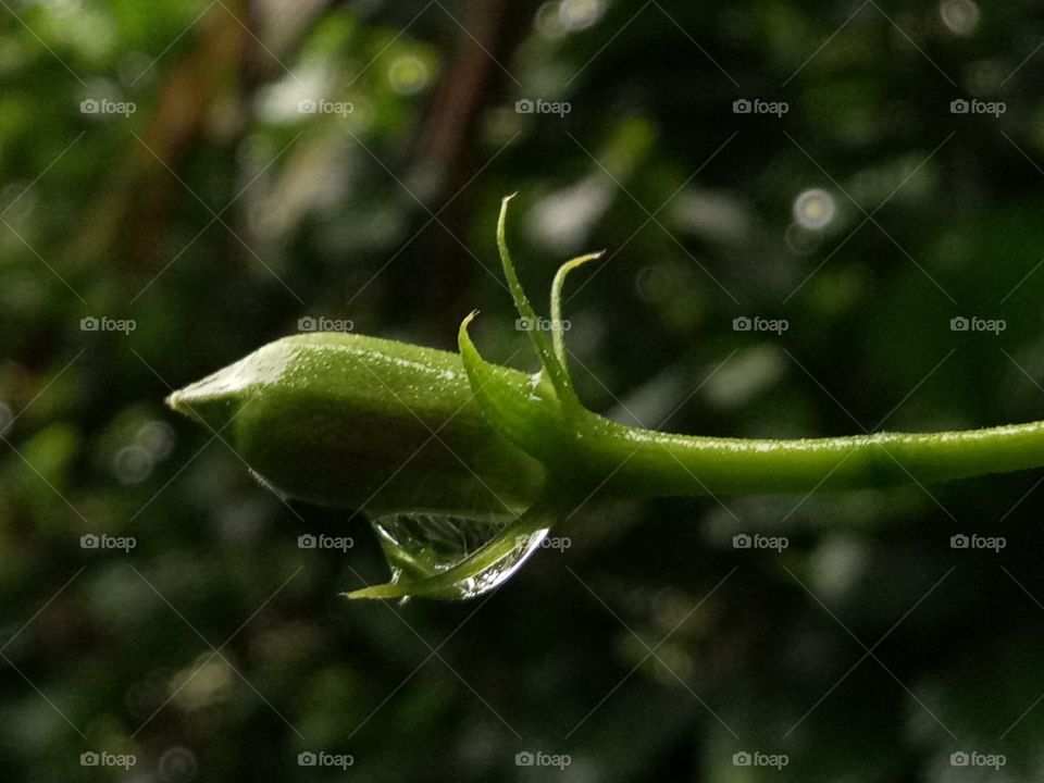 water on flower