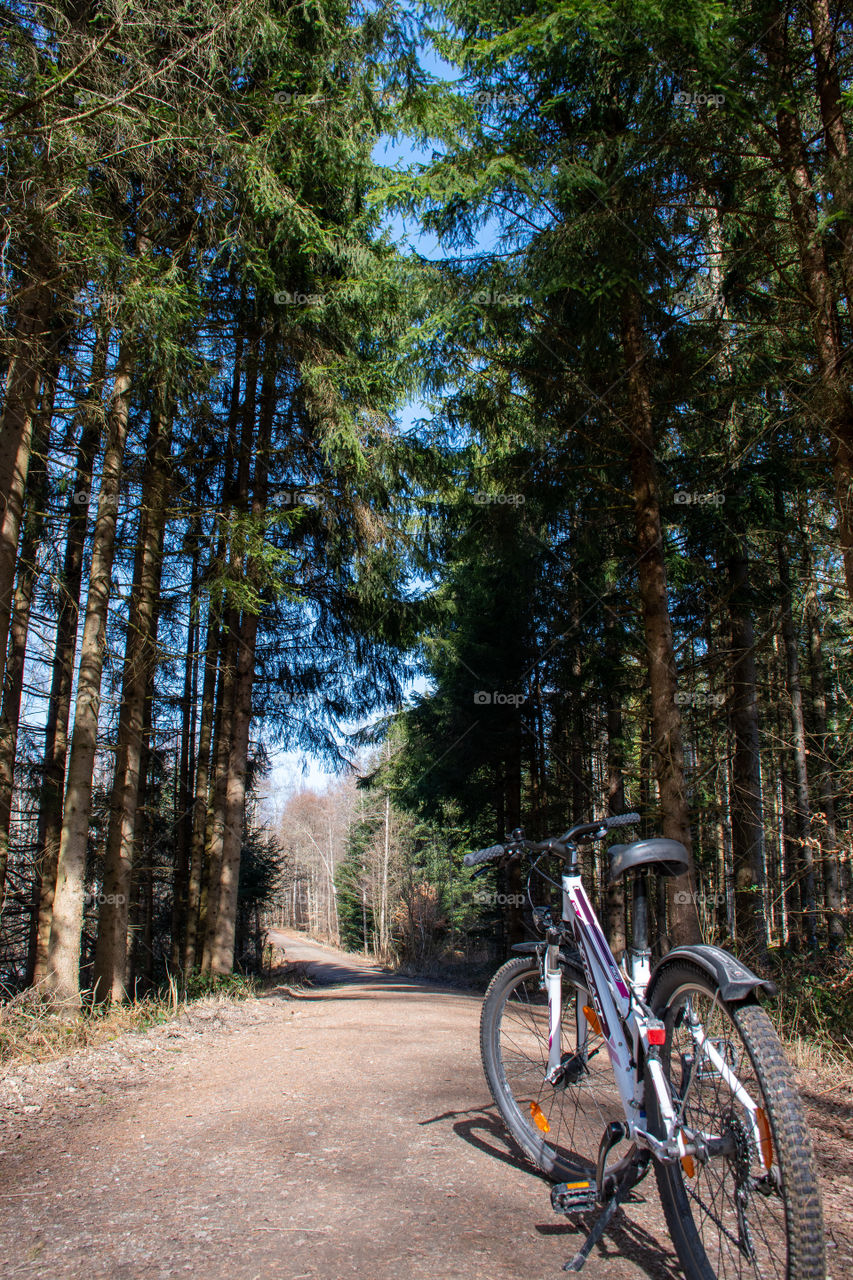 With the Bicycle through the Woods