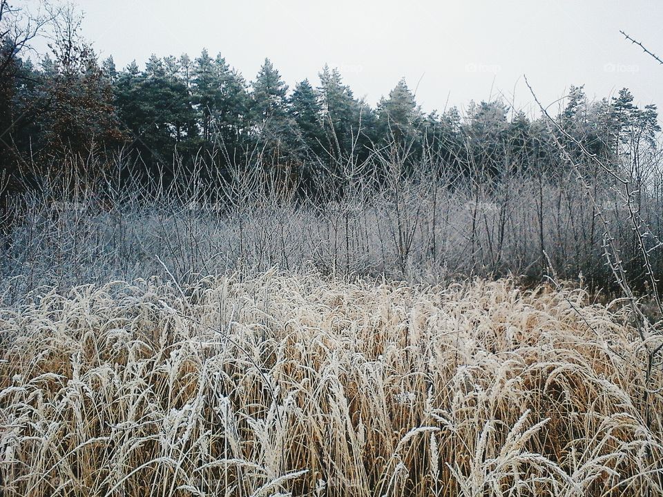 winter forest