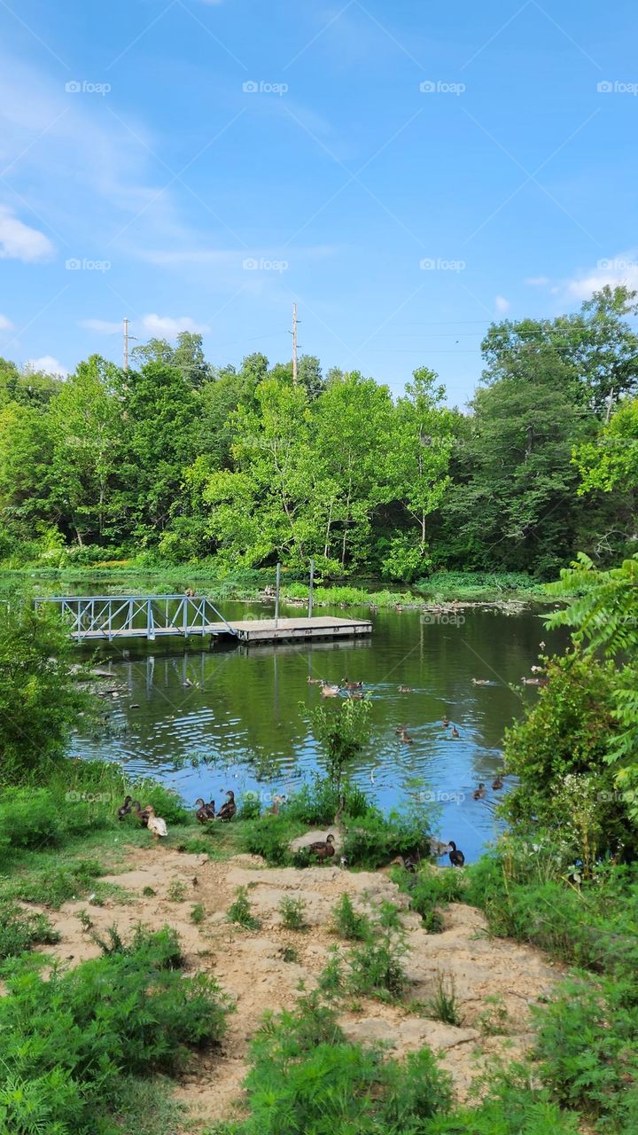 A picturesque pond surrounded by lush greenery, under a bright blue sky dotted with soft clouds.With its harmonious blend of earth, water, and sky, this tranquil setting is a perfect escape for nature lovers and a stunning representation of peace.