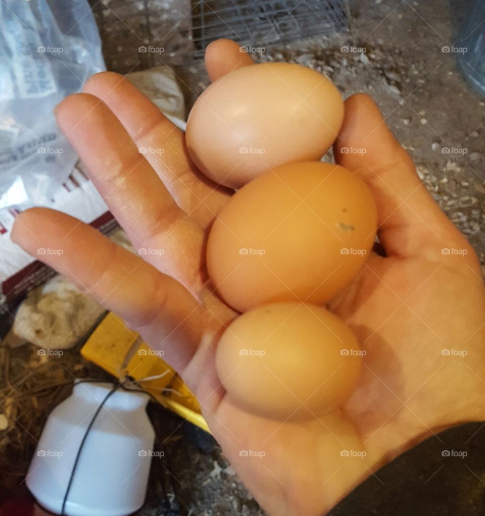 fresh chicken eggs large to small