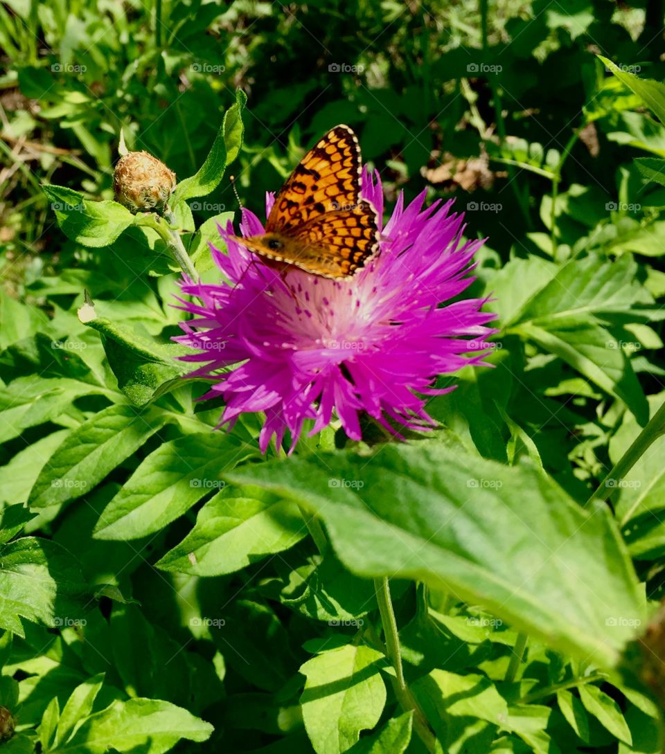 Flower with butterfly 