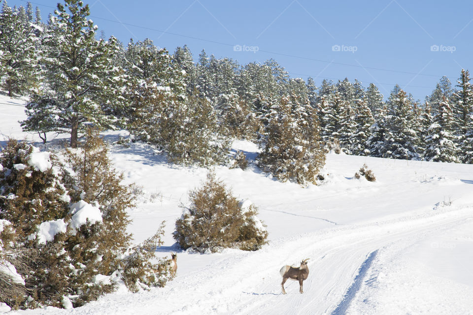 Snowy roads 