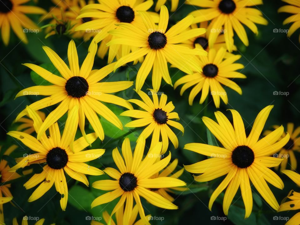 Echinacea flowers