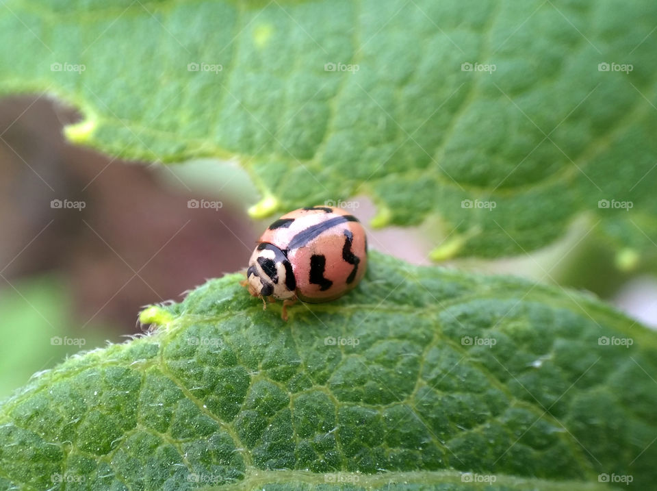 Ladybug / ladybird insect closeup on a leaf