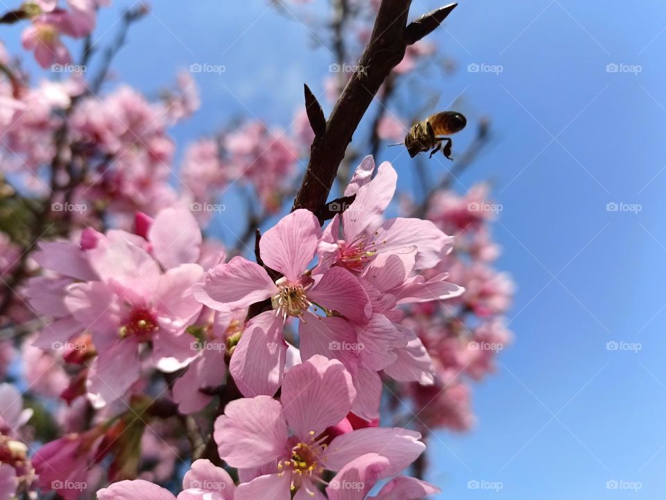 Cherry blossoms and bees.