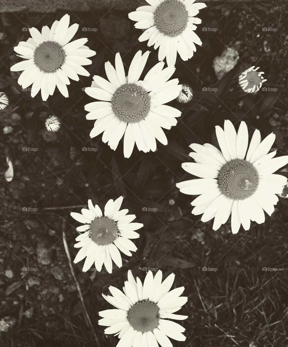 Daisy friends 