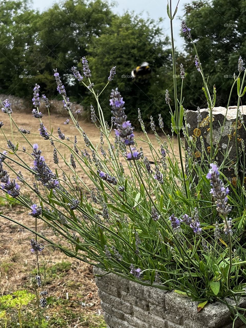 Lavender flowers 