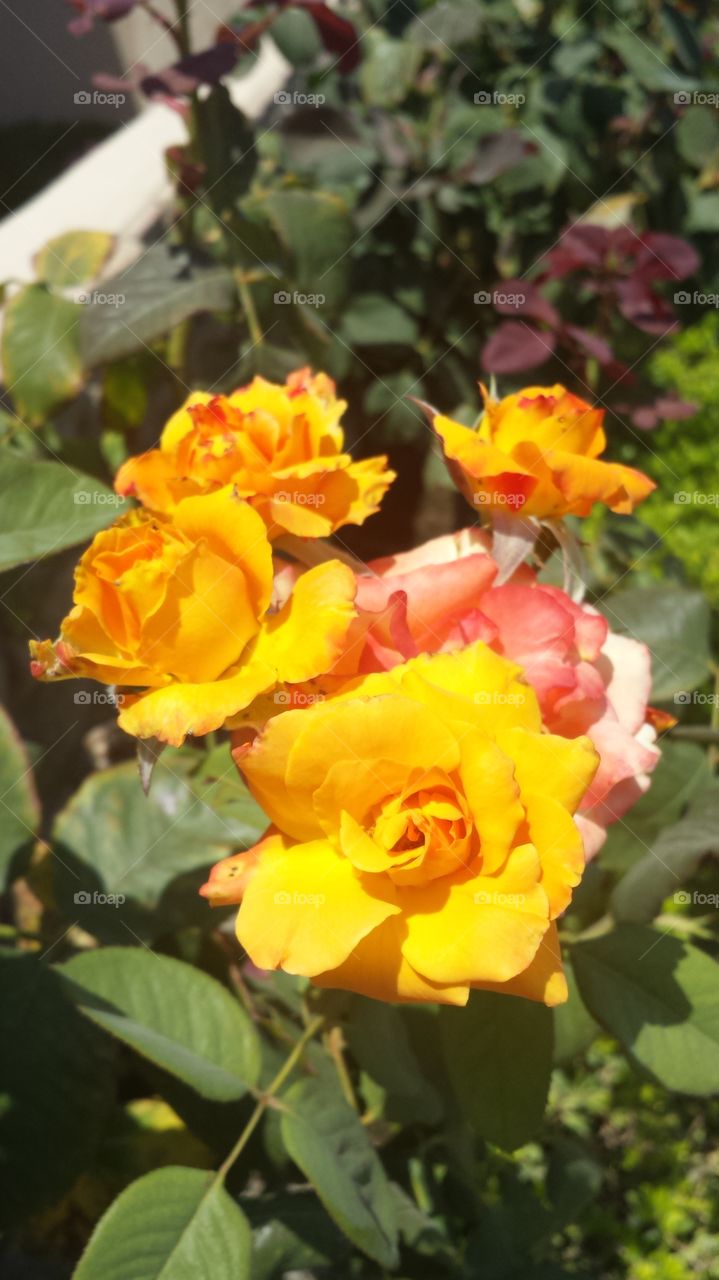 orange flowers