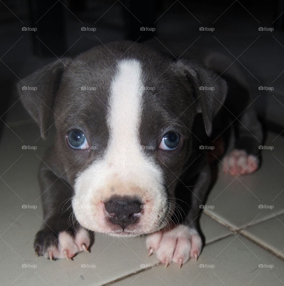 Puppy resting on floor