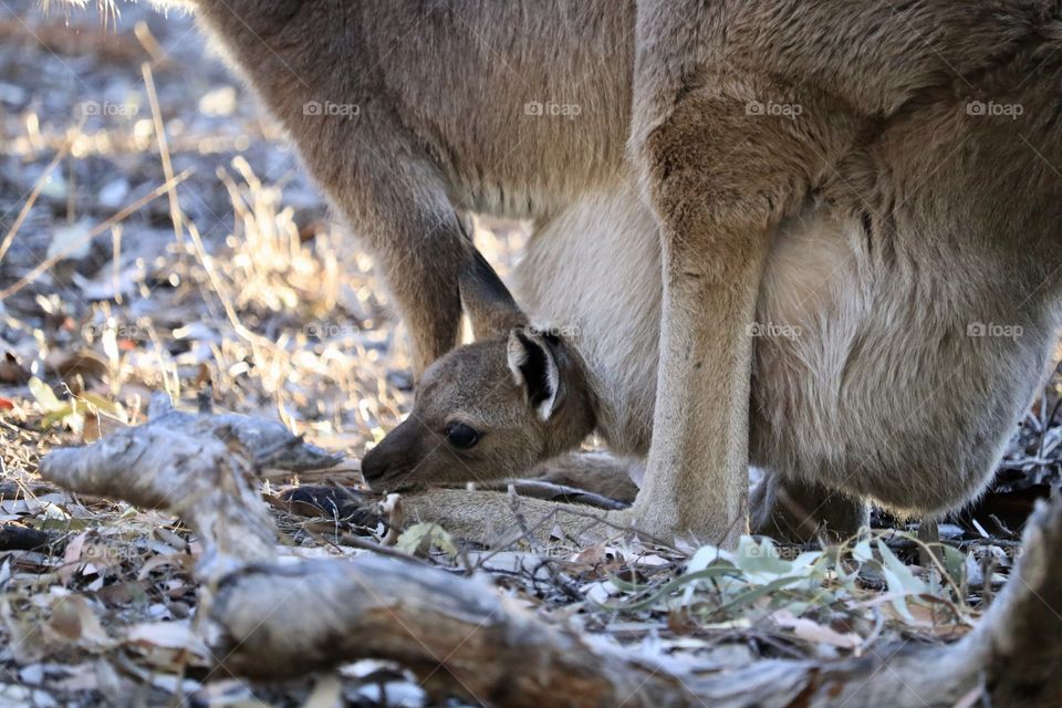 Baby joey eastern grey kangaroo poking head out of mother’s pouch in the wild Australian outback 