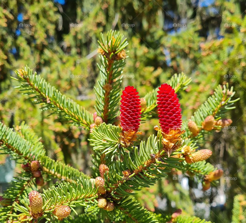 Spring Pine Cones