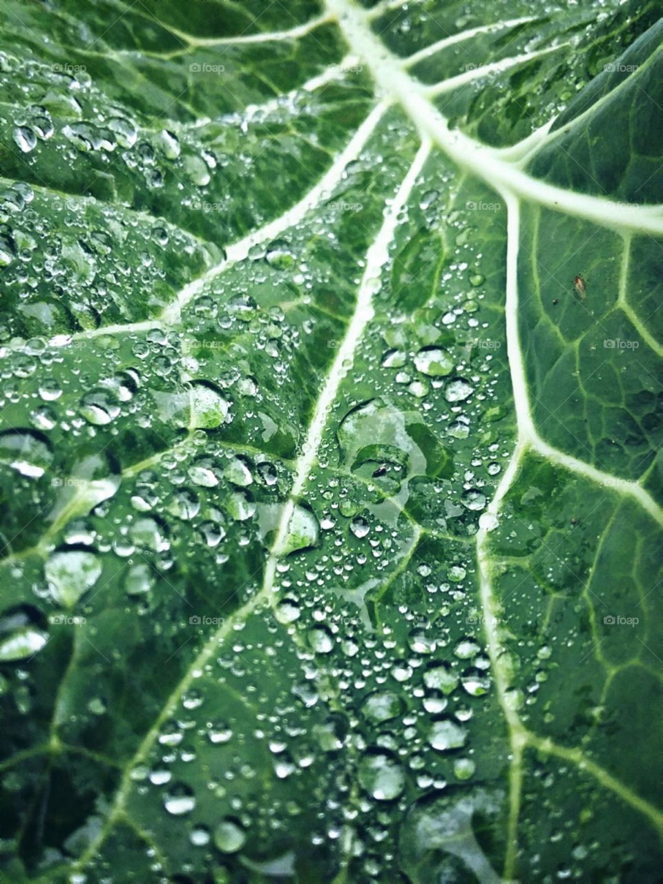 Pingos de brilho e encanto na suculenta folha.