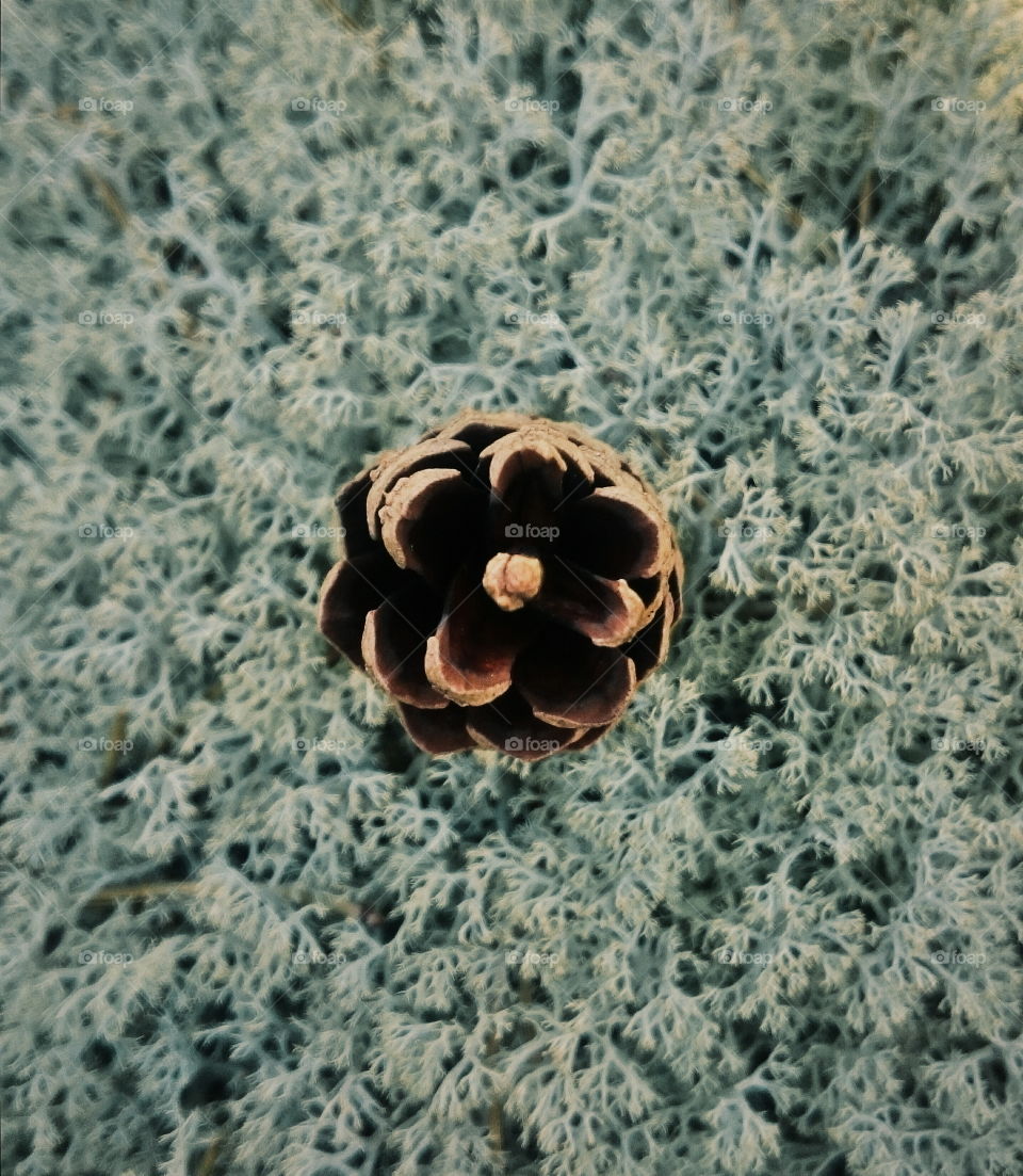 Pine cone from above