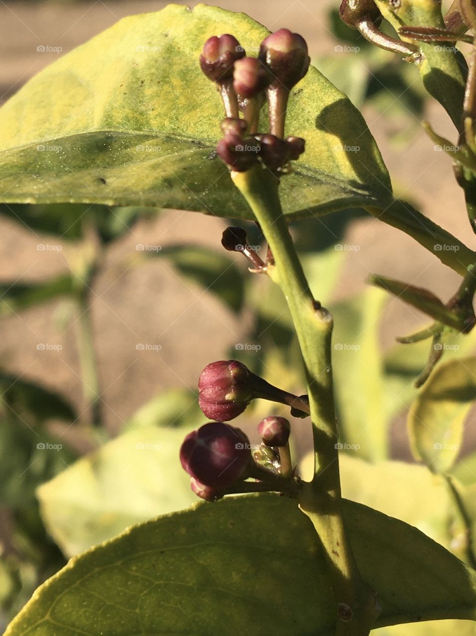 Buds of lemon flowers on tree