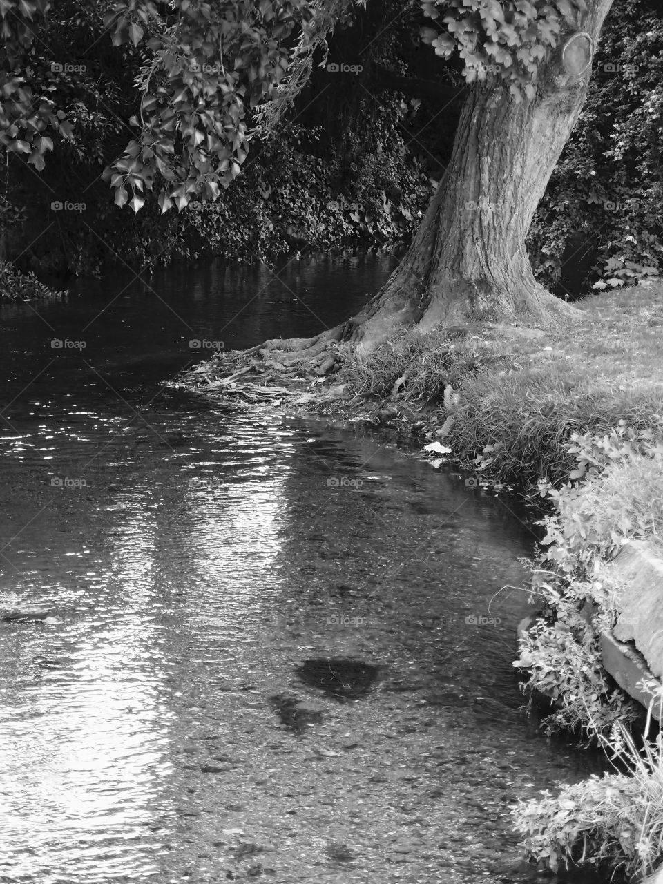 A stream flows around an old tree in an urban park 