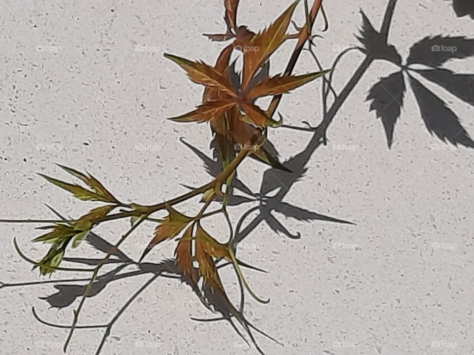 virginia creeper  and its shadow against white wall