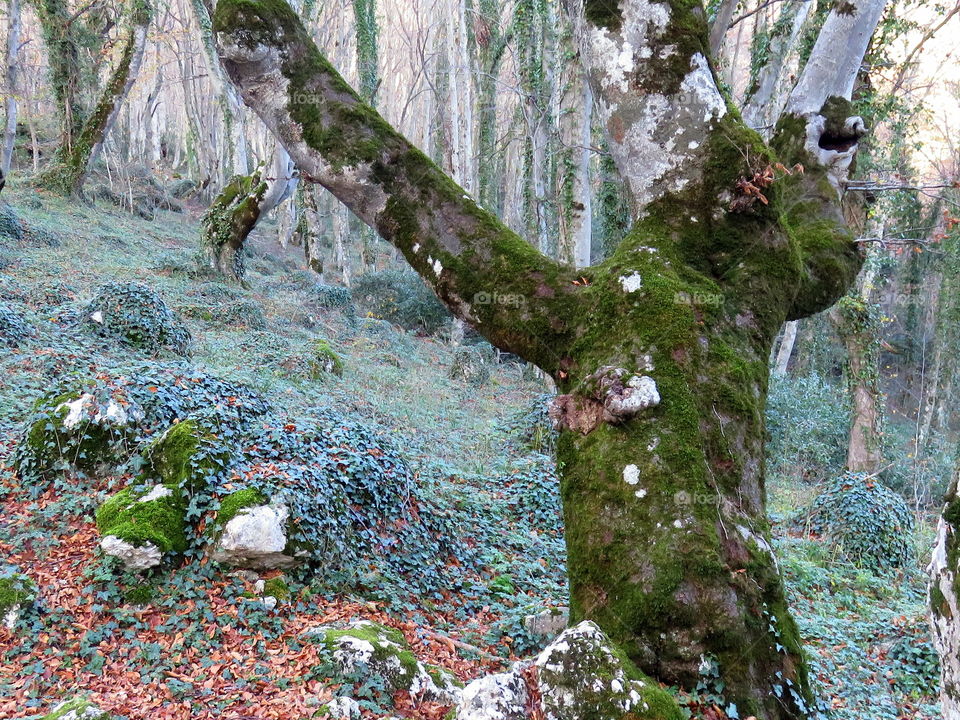 mossy trunk in the wood