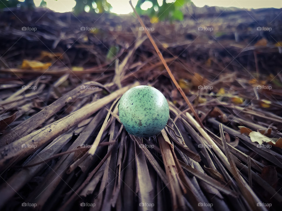 A closeup shot of a blue egg on a wooden background