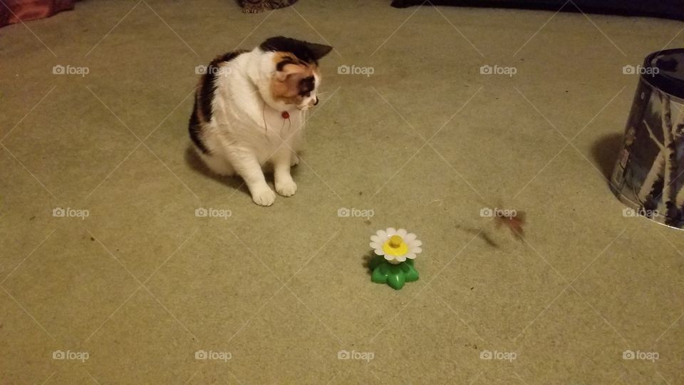 Dog, Mammal, One, Pet, Portrait