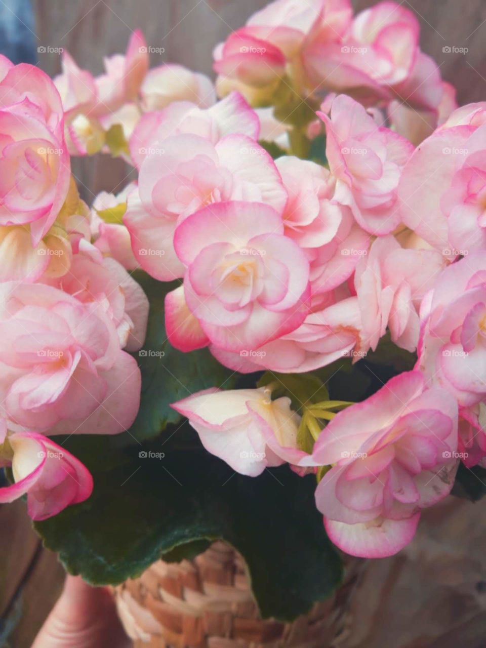 begonia's flowers