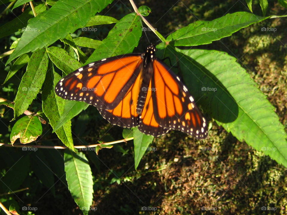 Monarch . I caught this little beauty while on a hike