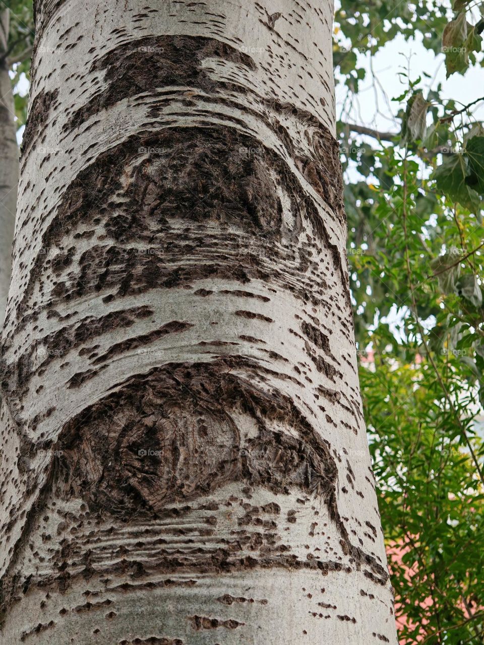 This photo showcases the patterns on a tree trunk that resemble two eyes, making it particularly interesting. It was taken in China and is intended for commercial use.