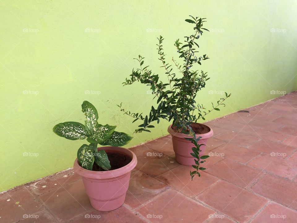 house plants in pot 