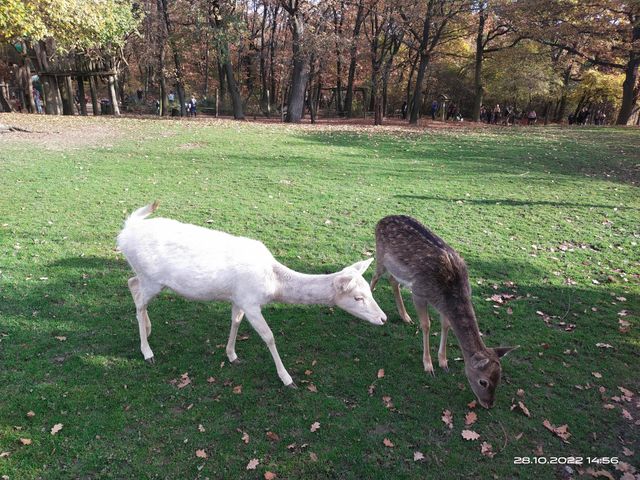 deer
