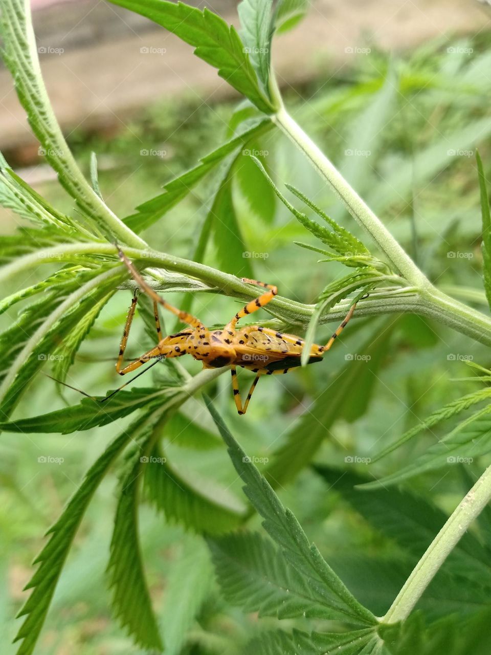 Bichinhos do meu quintal