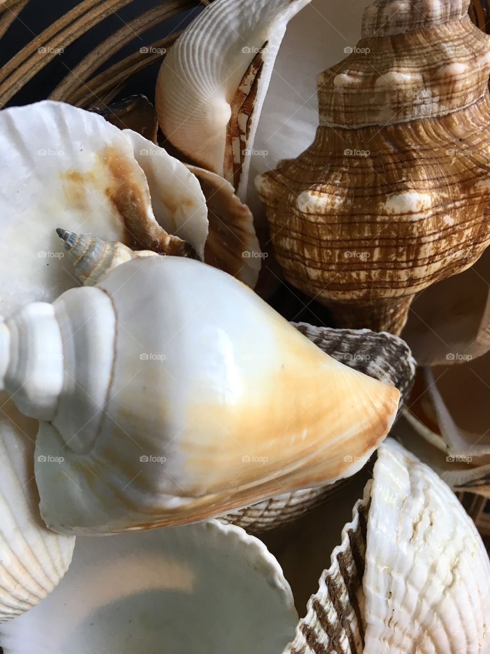 Seashell wishes