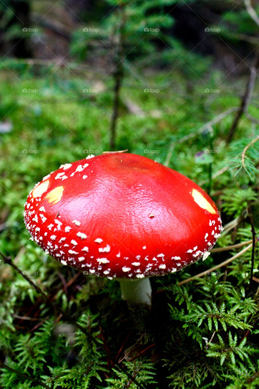 Mushroom #12
