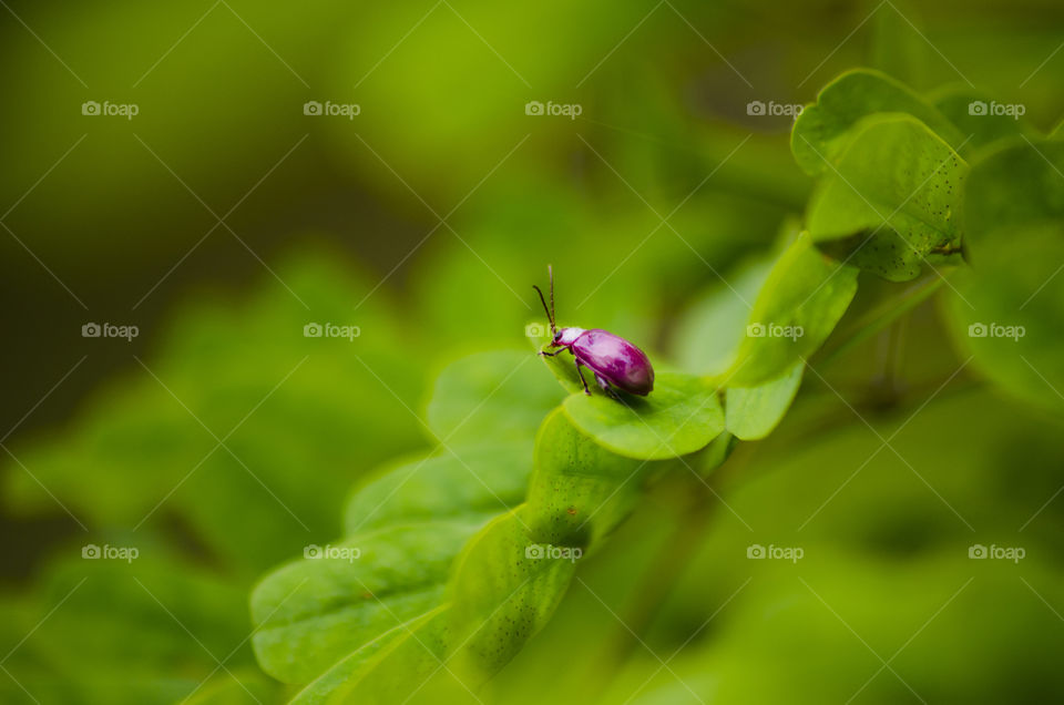Ladybug on green