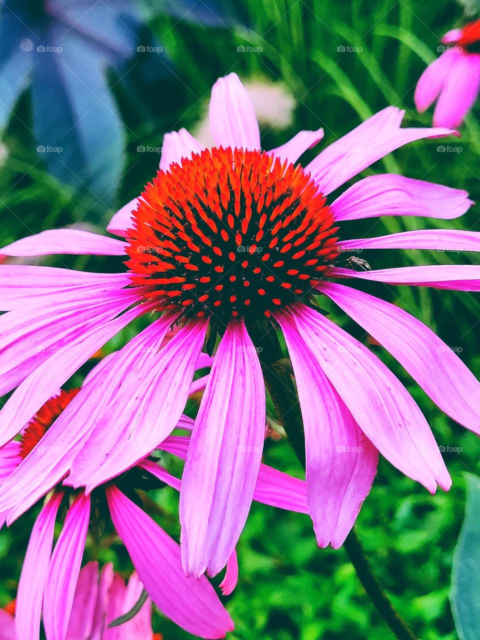 flower in the garden