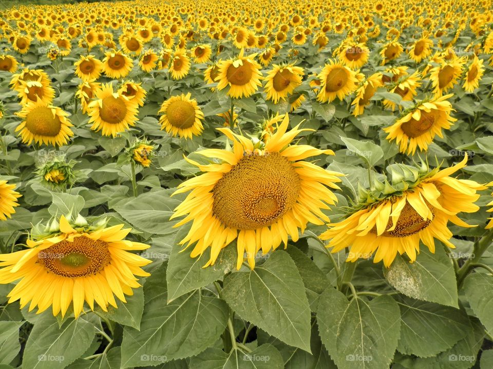 Sunflower field