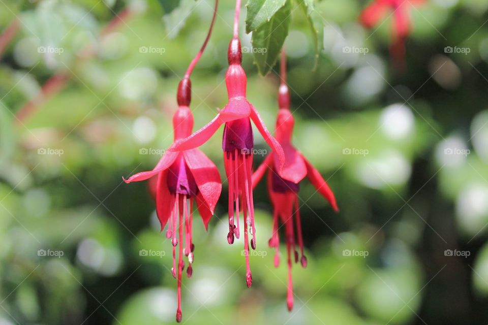 Hanging fuschias in front of a blurred background of greenery on a bright, sunny day