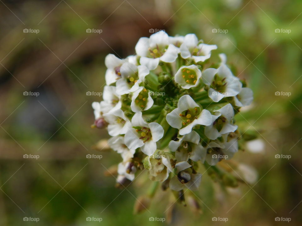 Fleur blanche ! 