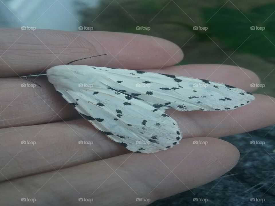 white moth......dying :(
