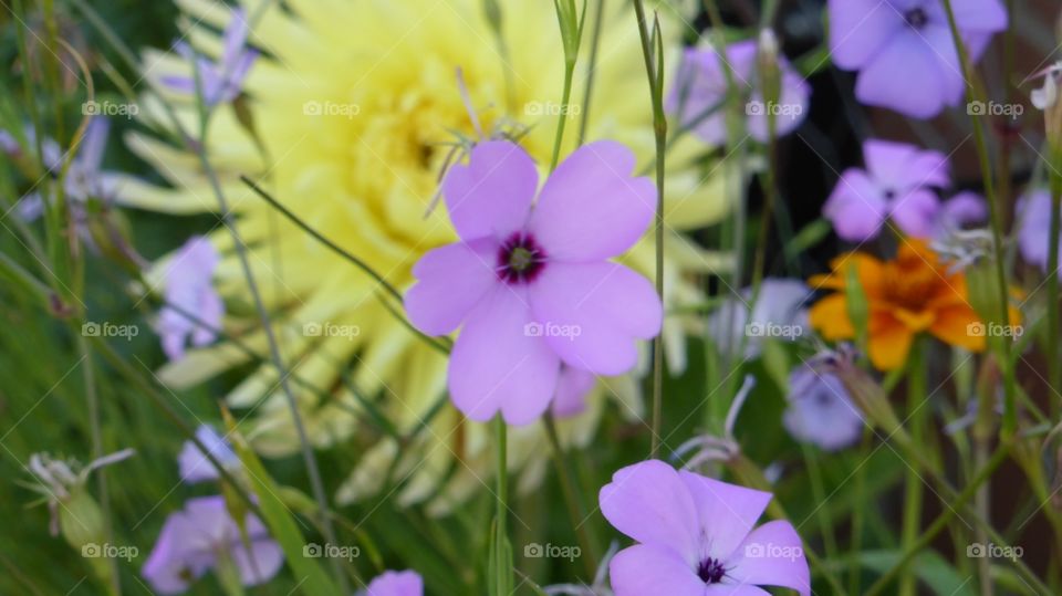 A small violet  flower. A small flower in front of an a big Yellow Dahlia