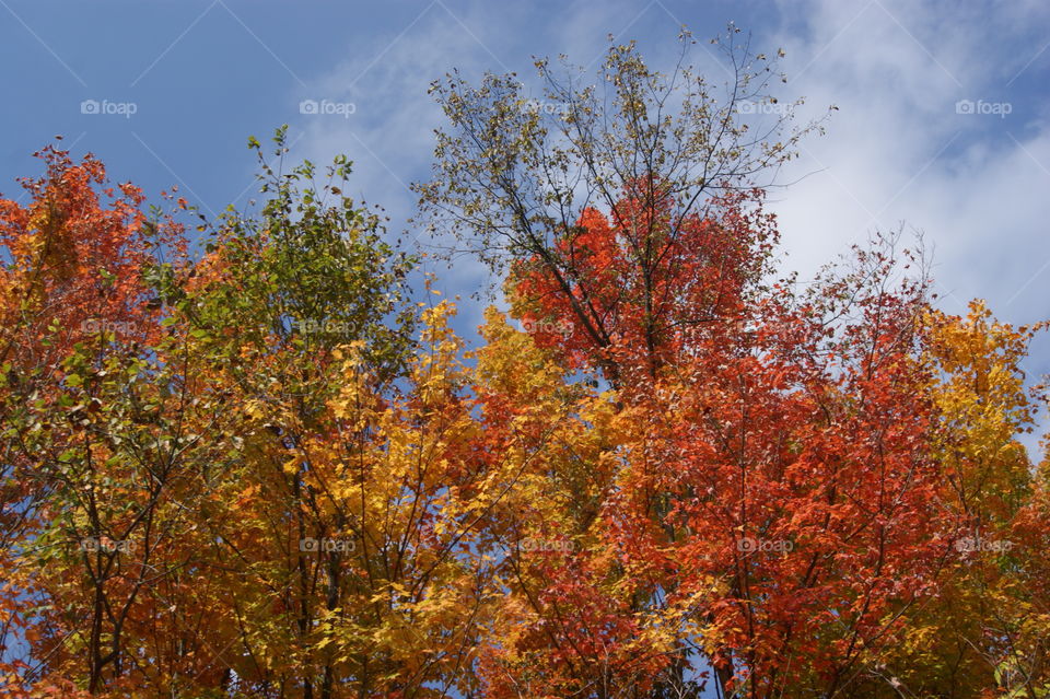 Beautiful fall in Michigan 