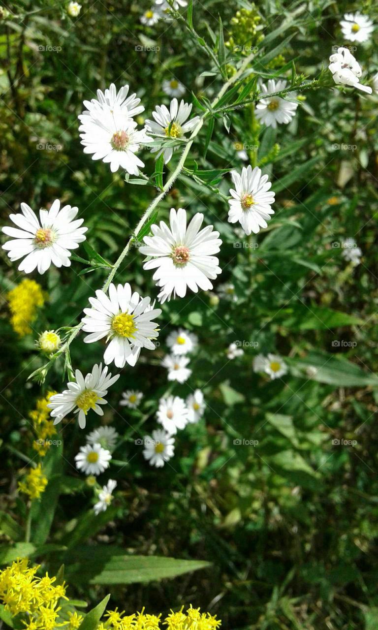 Wildflowers