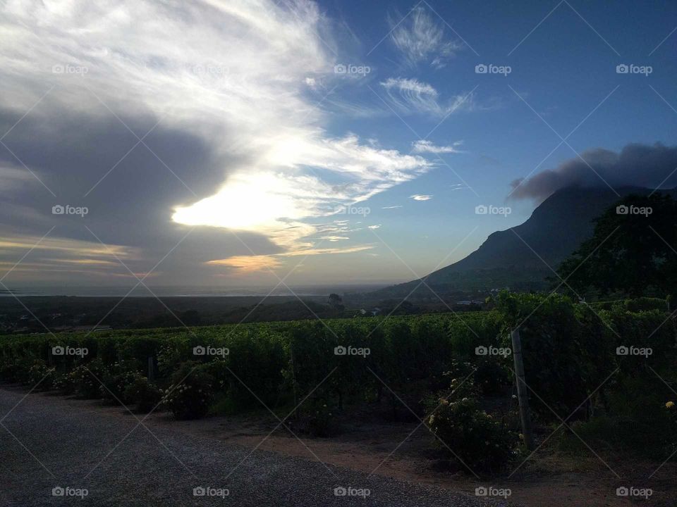 Vineyard, South Africa