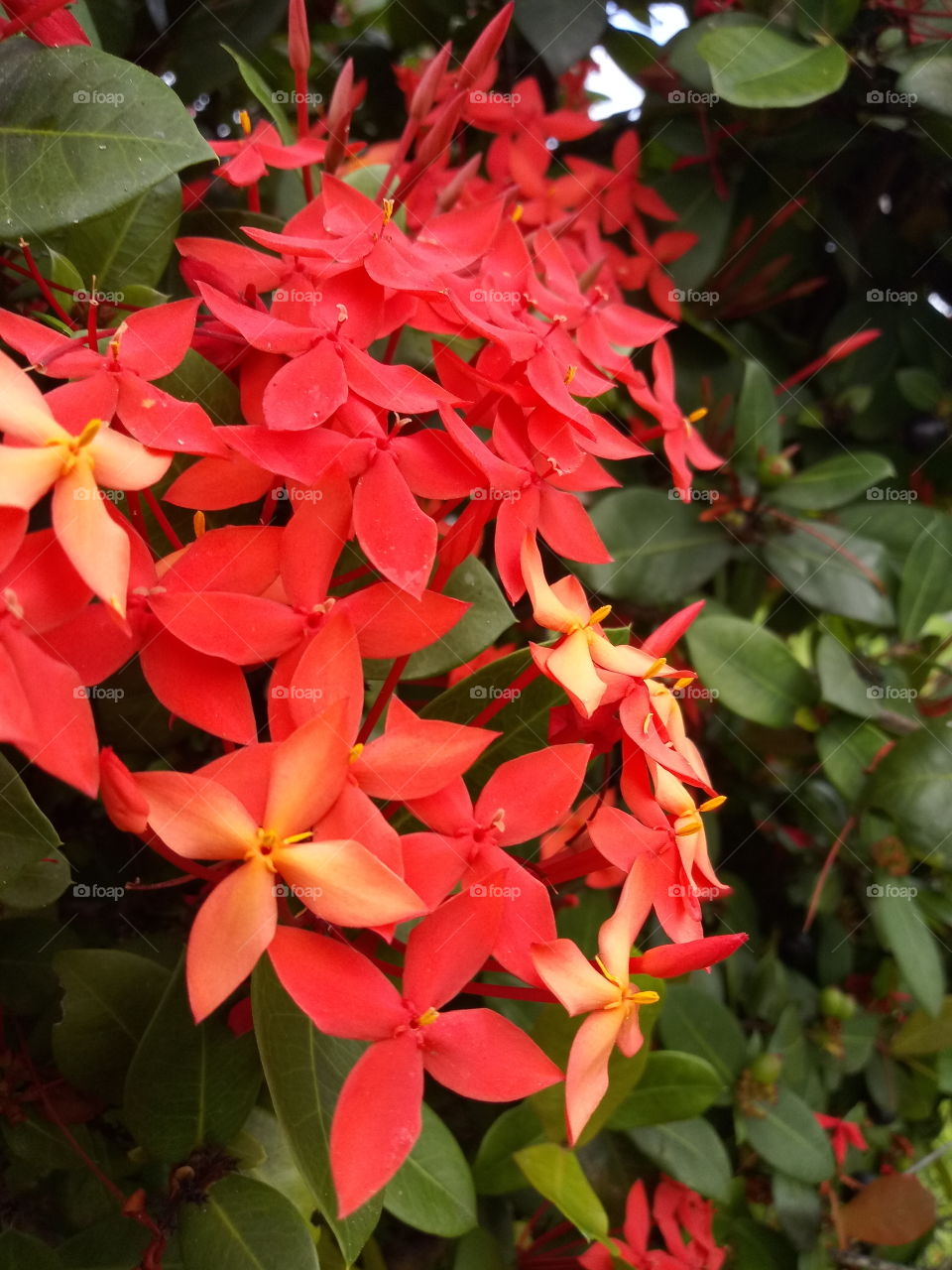 Tropical Ixora flower, Ixora Coccinia, also known as Flame of the Woods. Popular in Florid landscaping.