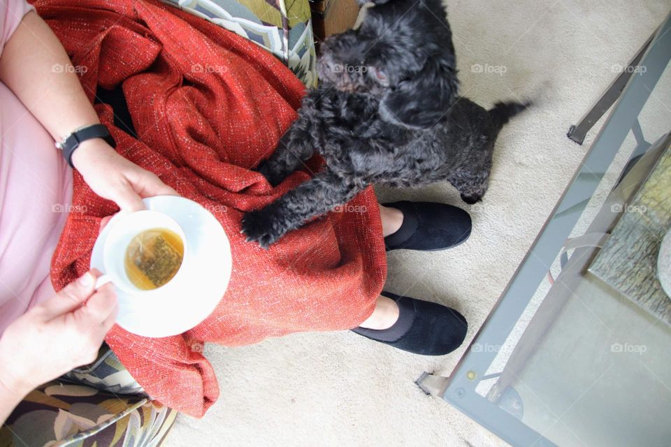 Woman holding favorite cup of hot tea while her dog wants her attention. 