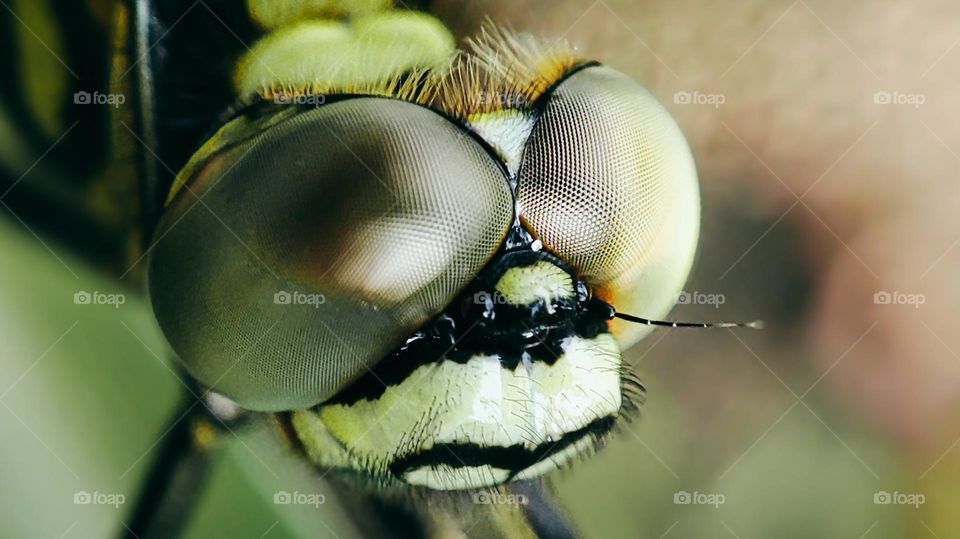 Extreme macro close-up of a dragonfly's head showing detailed compound eyes and textures. Nature wildlife photography