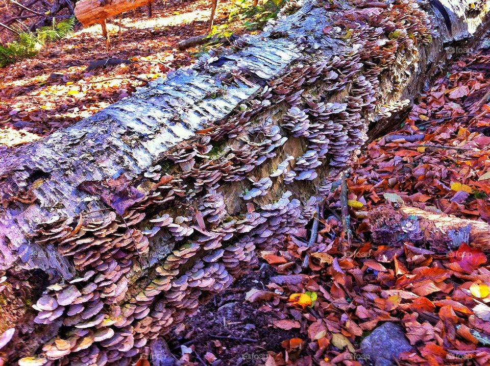 Paugussett State Forest Newtown, CT