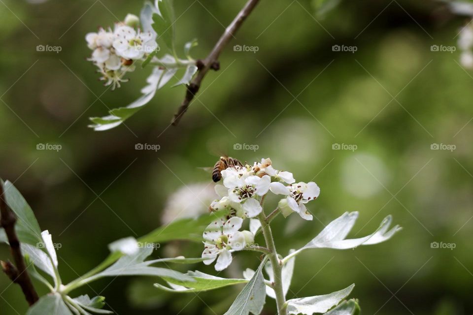 Blossom tree and a bee