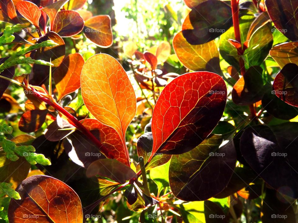 translucent leaves 