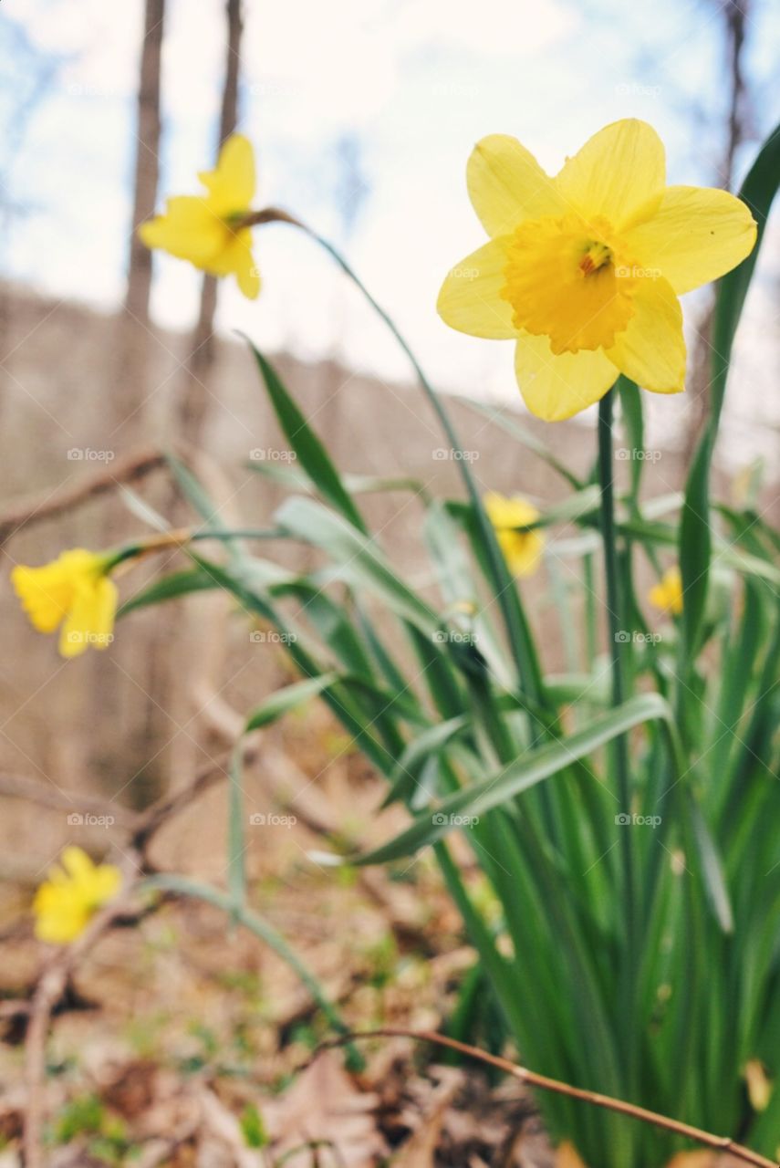 Flower Spring