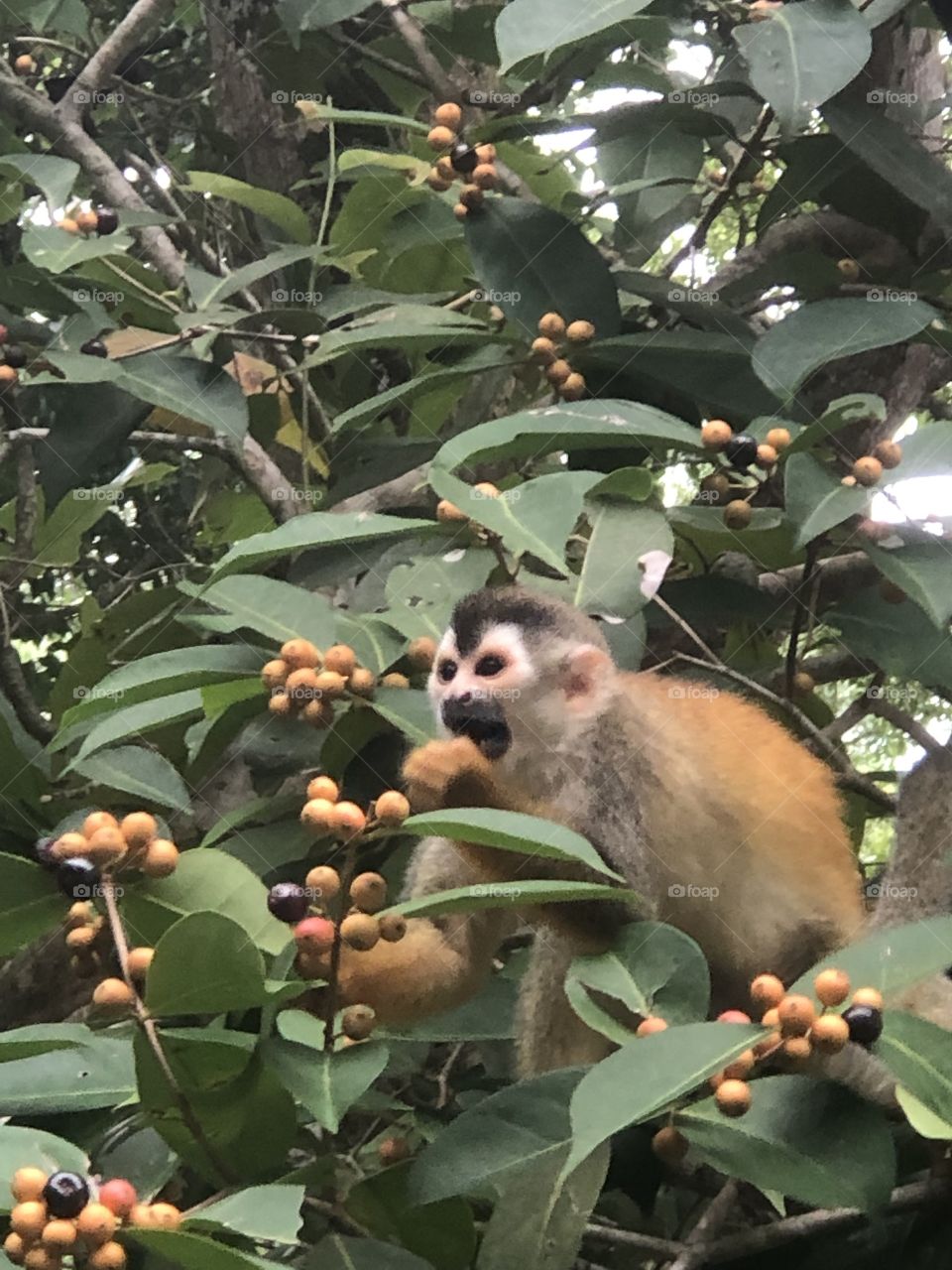 Squirrel Monkey in Costa Rica